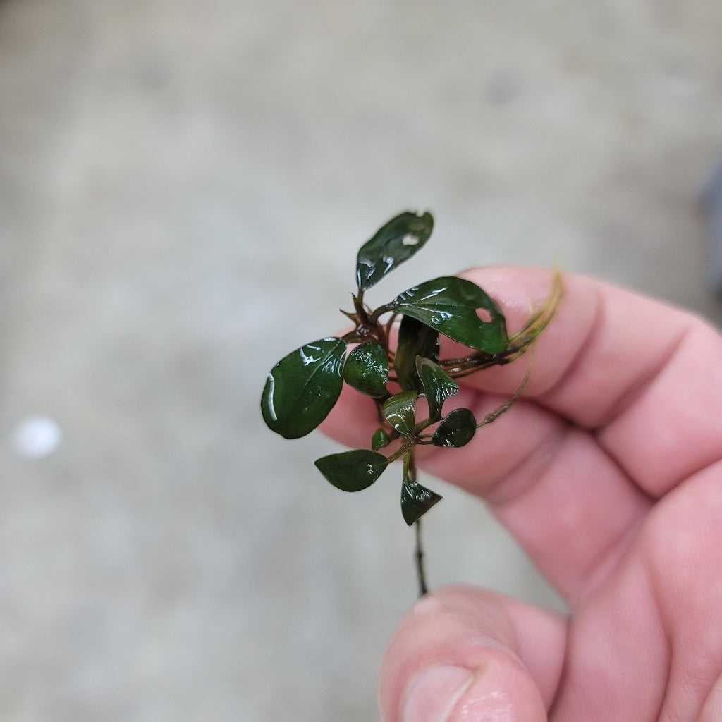 Bucephalandra sp. 'Batang Kawa'