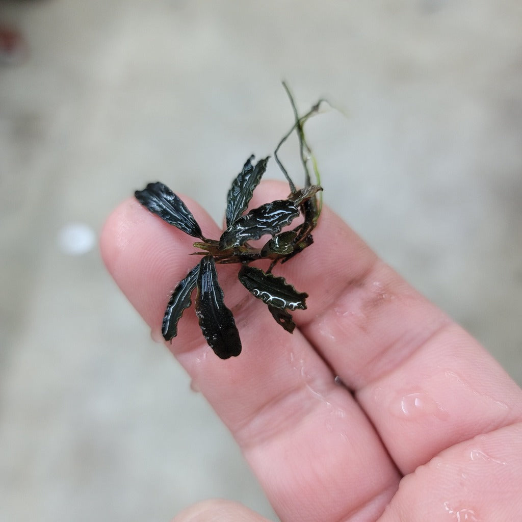 Bucephalandra sp. Kedakang