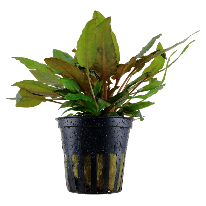 Cryptocoryne tropica