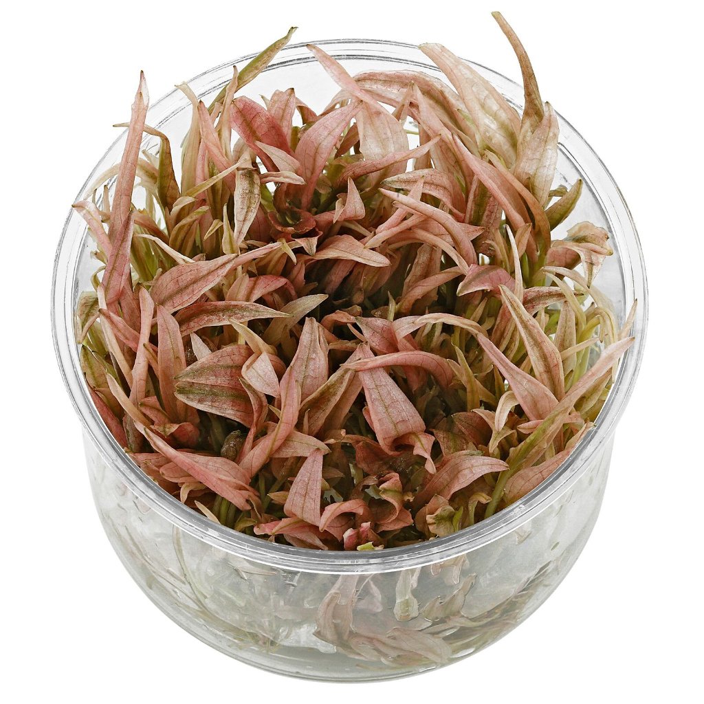 Cryptocoryne wendtii 'Pink panther' - ADA