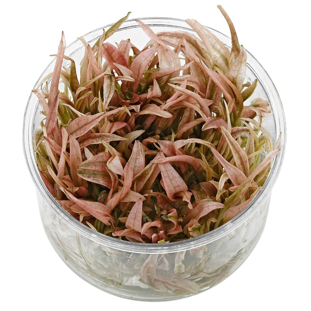 AQUATIC PLANTS - Cryptocoryne Wendtii 'Pink Panther' - ADA