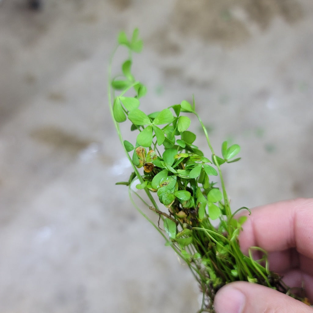 Marsilea crenata