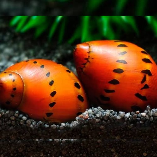 AQUATIC PLANTS - Nerite Snail - Red Spot