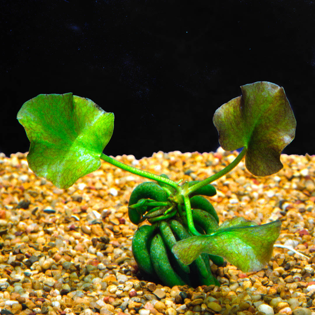 Nymphoides aquatic