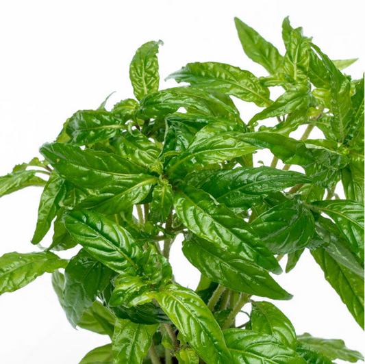 AQUATIC PLANTS - Staurogyne Poto Velho 'Manaus' - TC