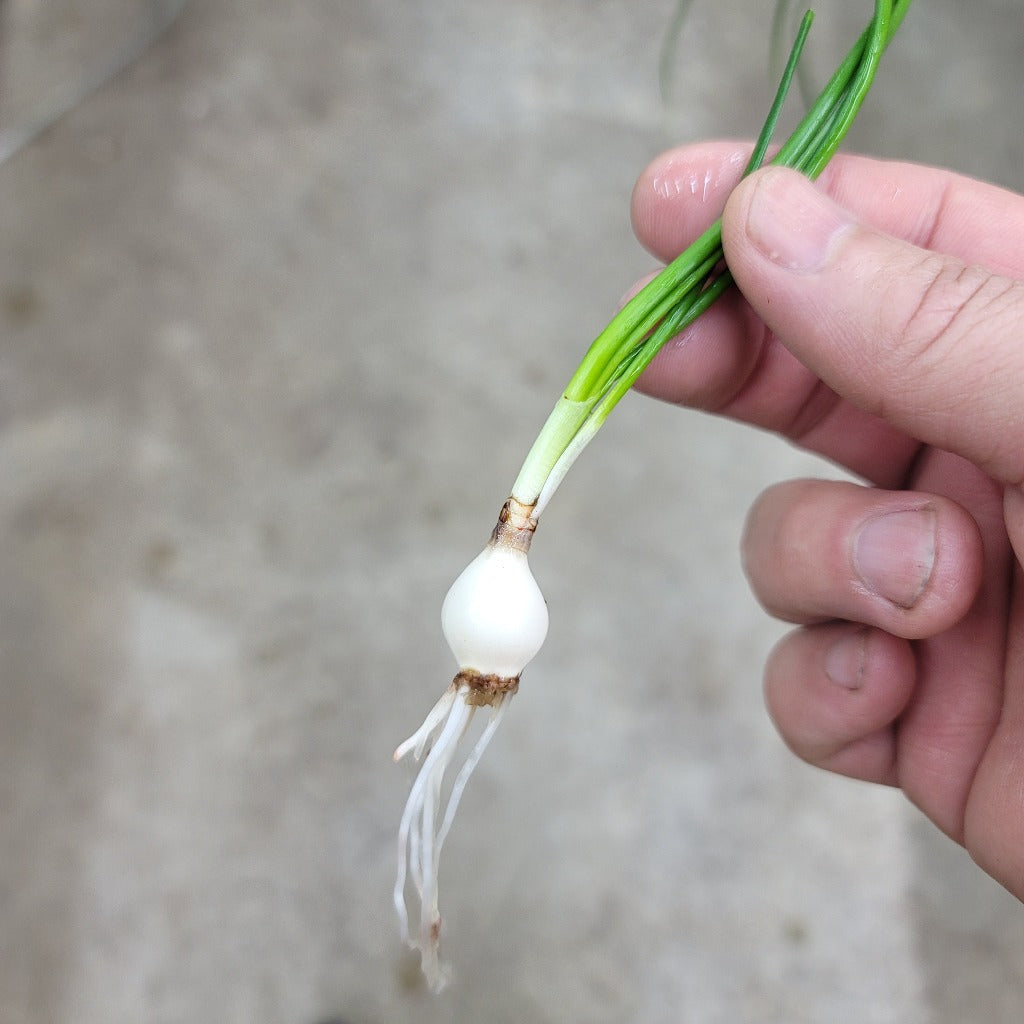 Zephyranthes candida