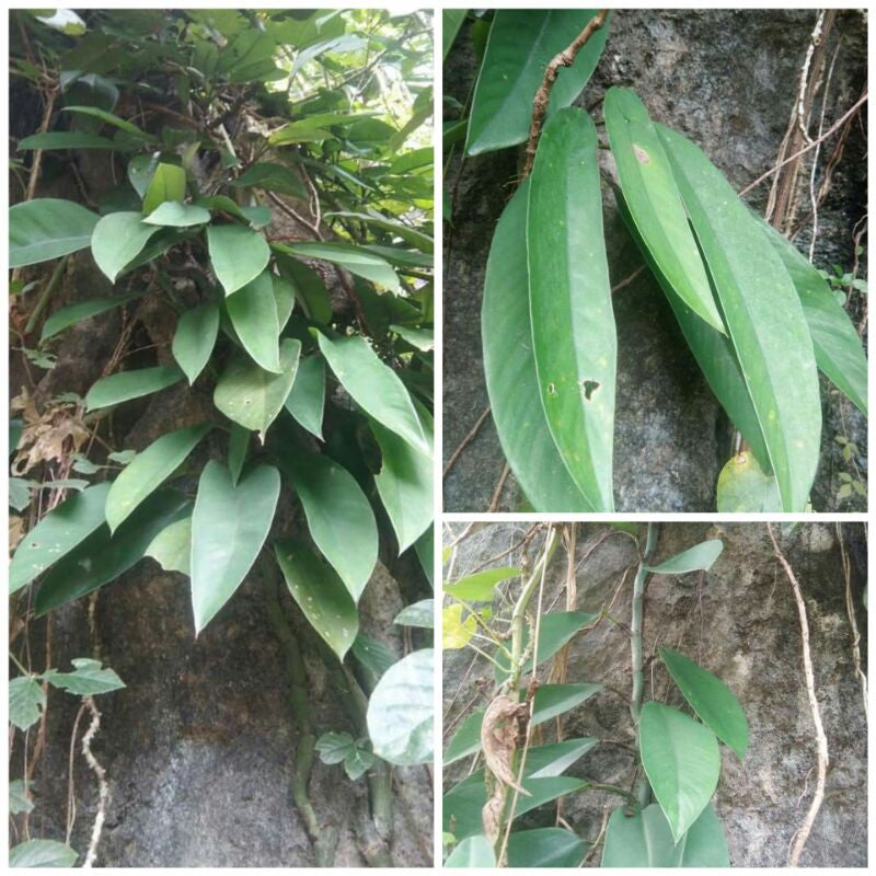 Rhaphidophora hongkongensis - 4"