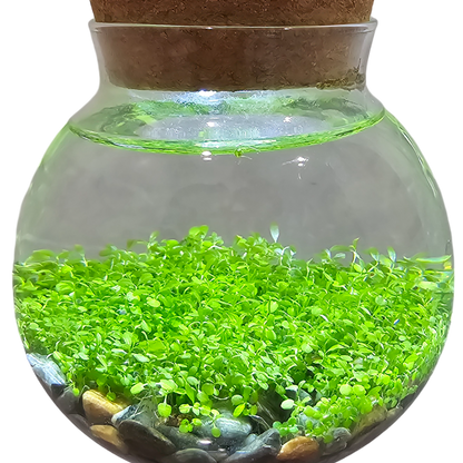 WaterPlants