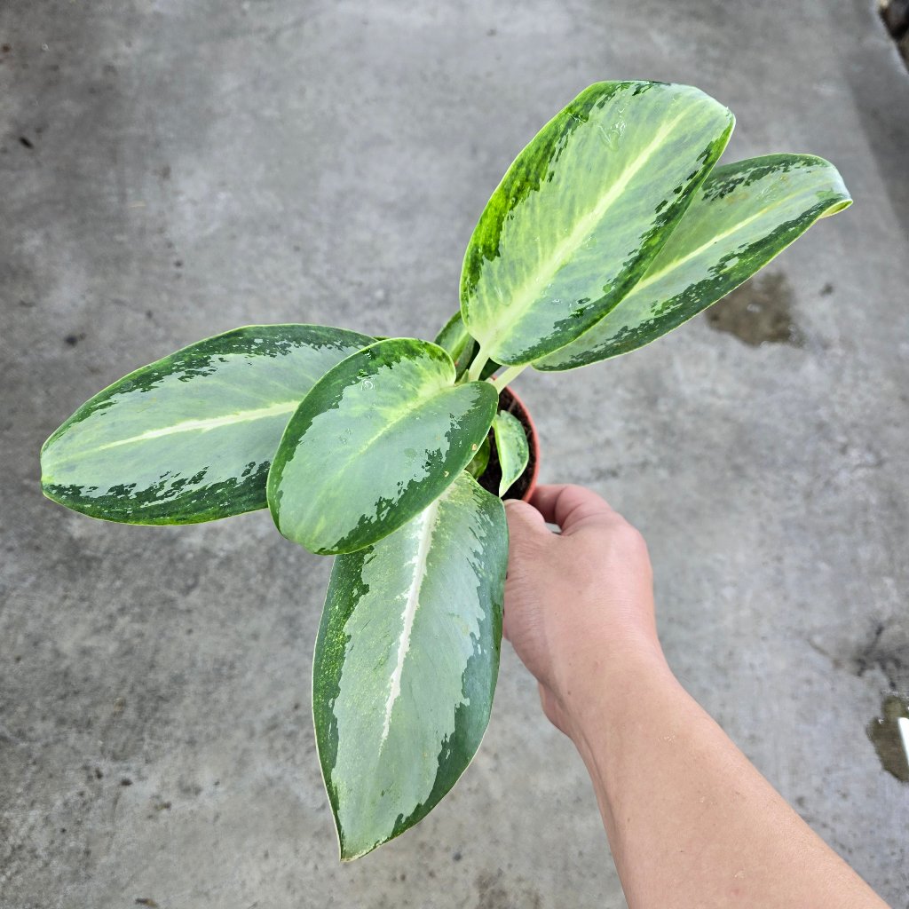 Aglaonema 'Green Bowl' - 4