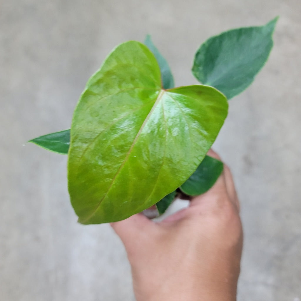 Anthurium andreanum - 2