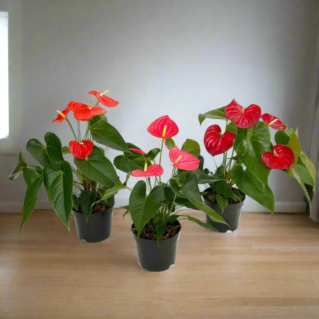 Anthurium andreanum - 2