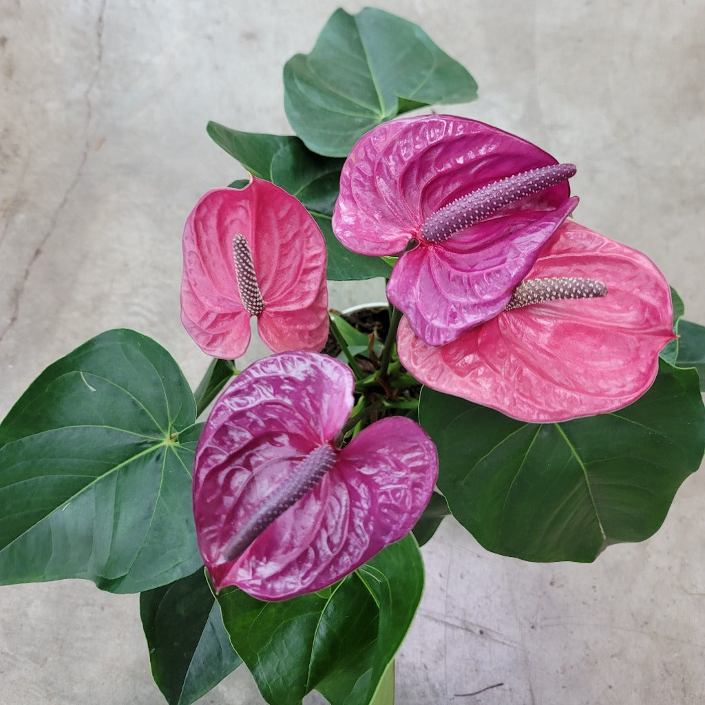 BEGINNER PLANTS - Anthurium Andreanum - Purple 6"