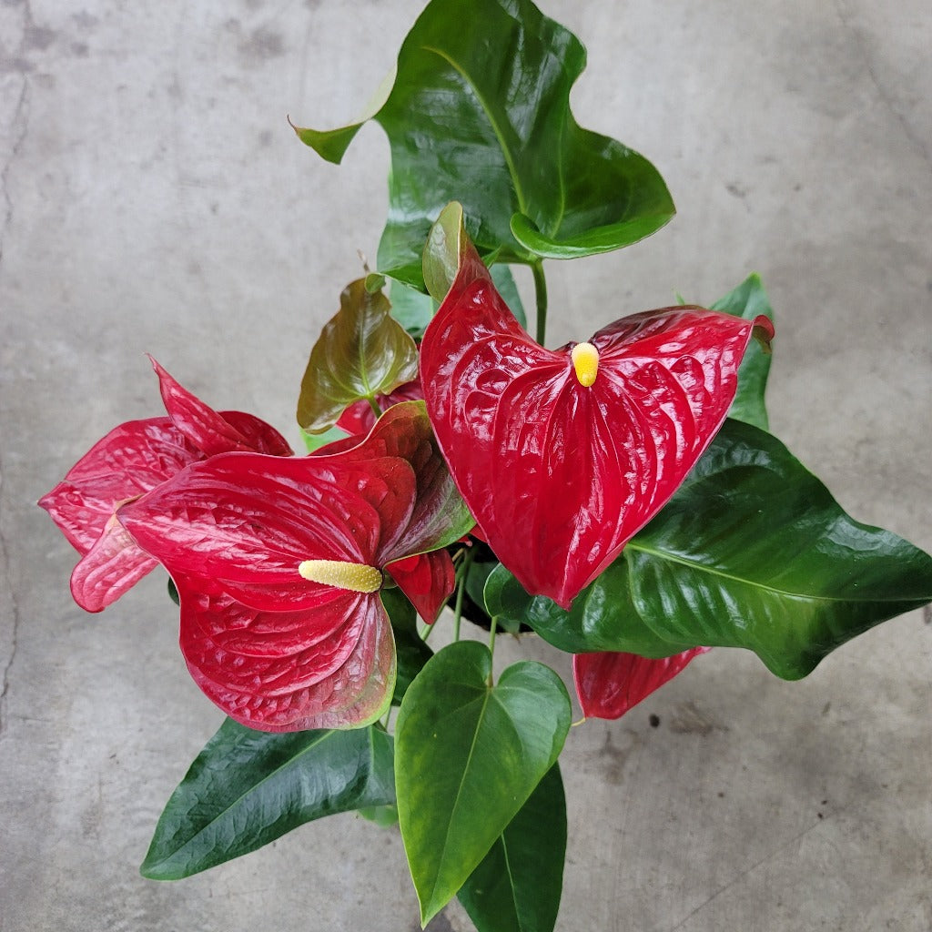 Anthurium andreanum - red 6