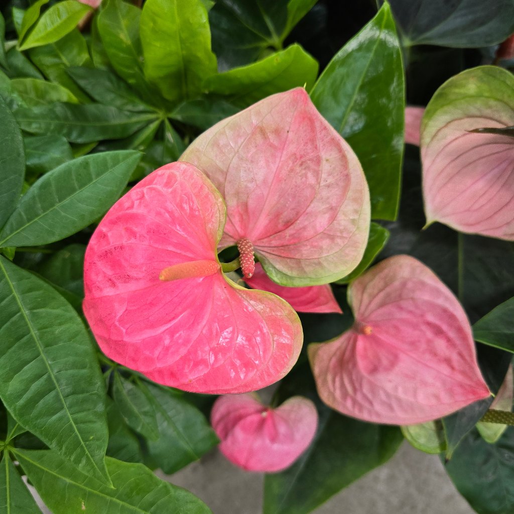 Anthurium Flowering - Pink 4'