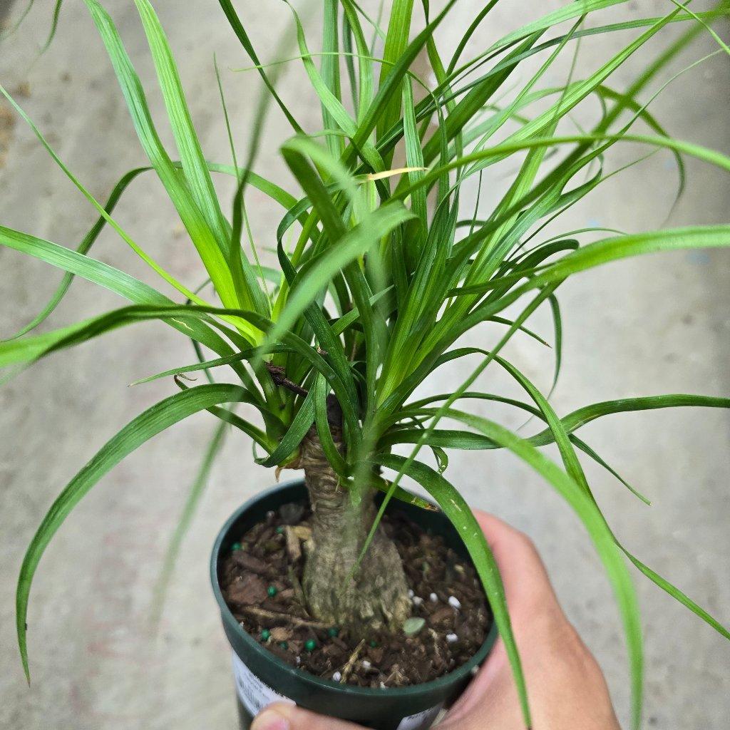 Beaucarnea recurvata -  stump 4