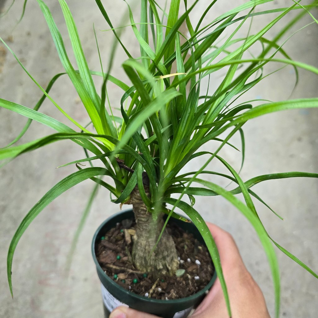 BEGINNER PLANTS - Beaucarnea Recurvata -  Stump 4"