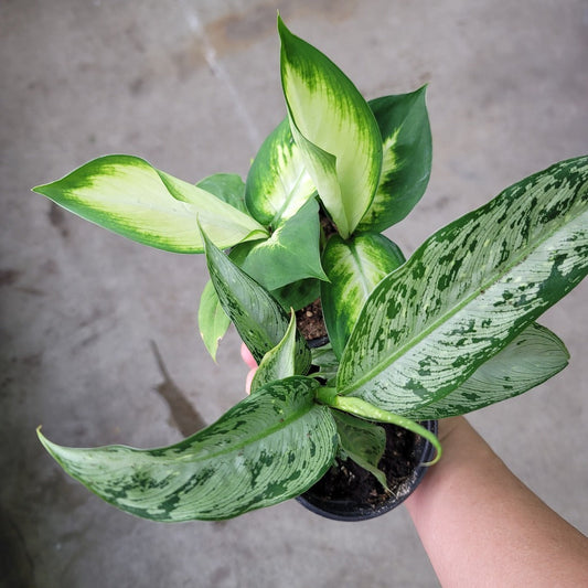 BEGINNER PLANTS - Dieffenbachia Assorted - 4"