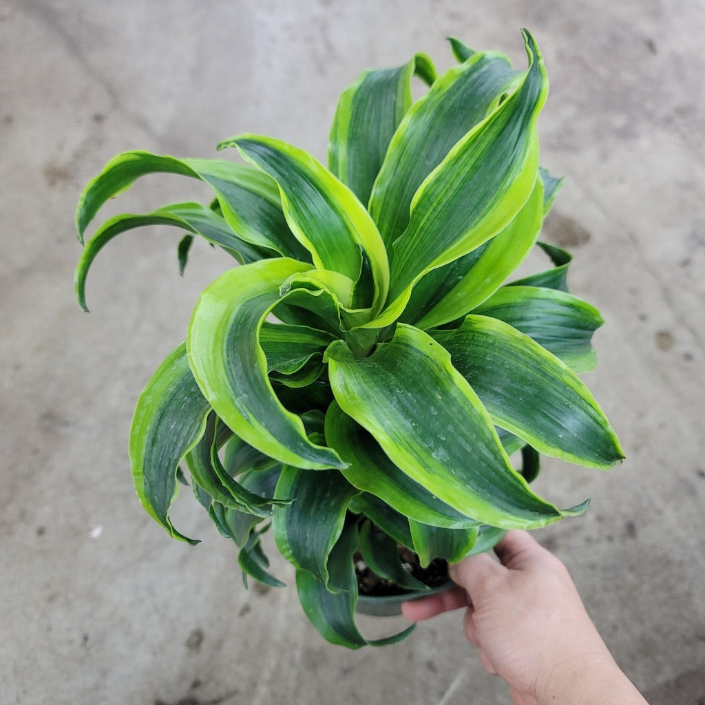 BEGINNER PLANTS - Dracaena Fragrans 'Tornado' - 6"