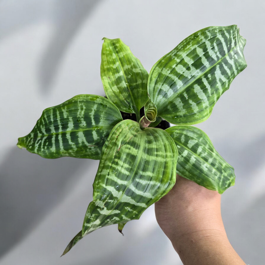 BEGINNER PLANTS - Dracaena Goldieana - 4"