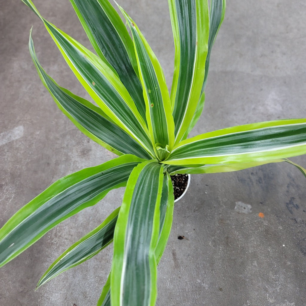 BEGINNER PLANTS - Dracaena "Lemon Lime" - 4"
