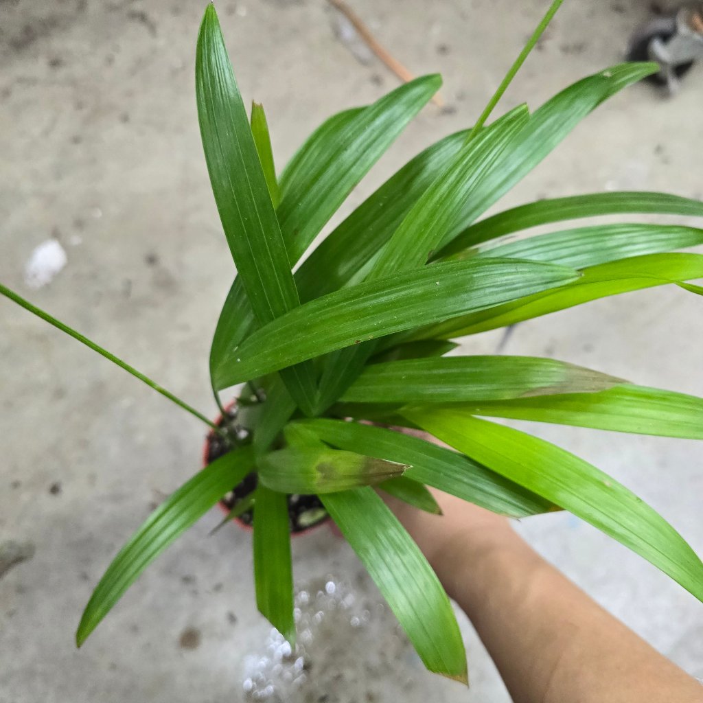 Dypsis lutescens - 4