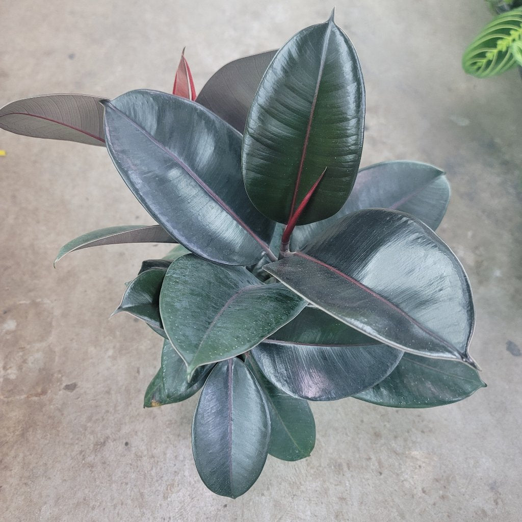 Ficus elastica 'Burgundy' - 12