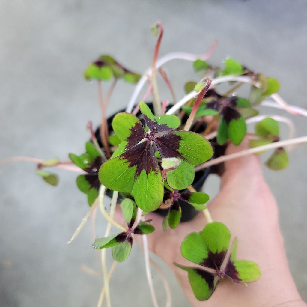 BEGINNER PLANTS - Oxalis Tetraphylla 'Iron Cross' - 4"