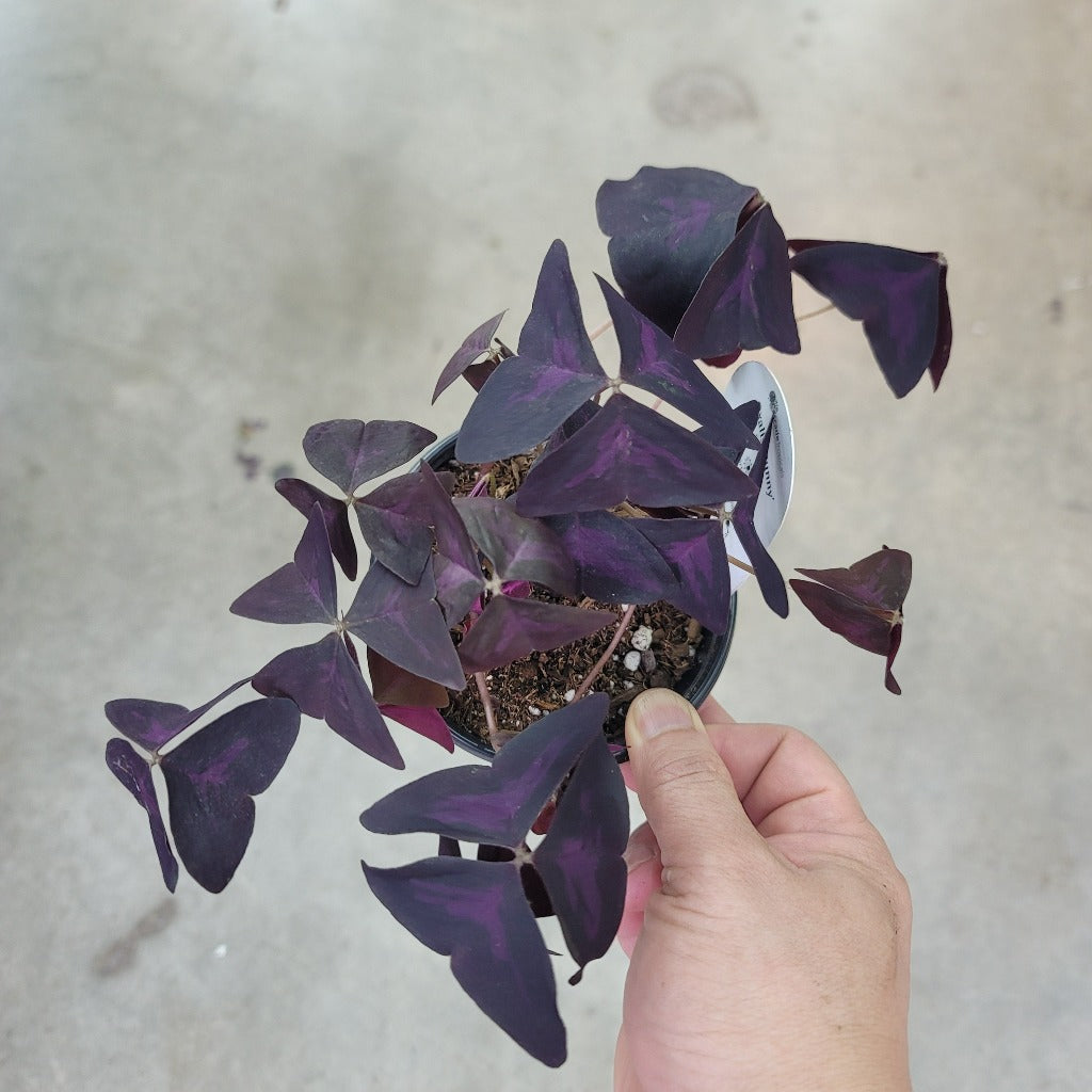 BEGINNER PLANTS - Oxalis Triangularis - 4"