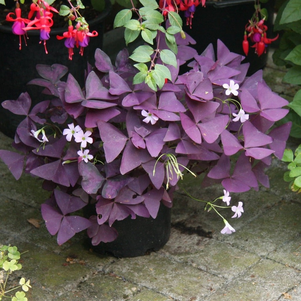 BEGINNER PLANTS - Oxalis Triangularis - 4"