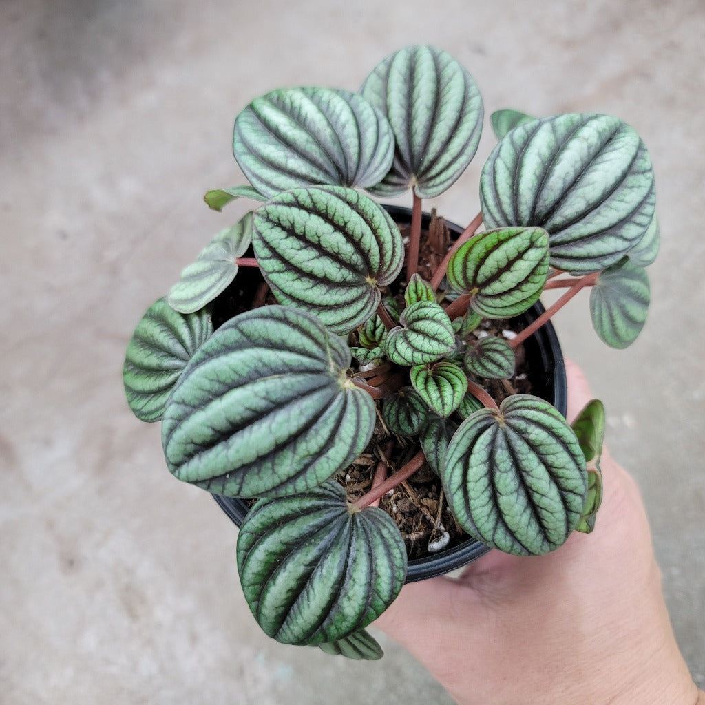 Peperomia albovittata Peacock - 4