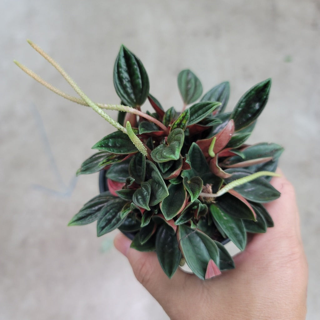 Peperomia caperata 'Rosso' - 4