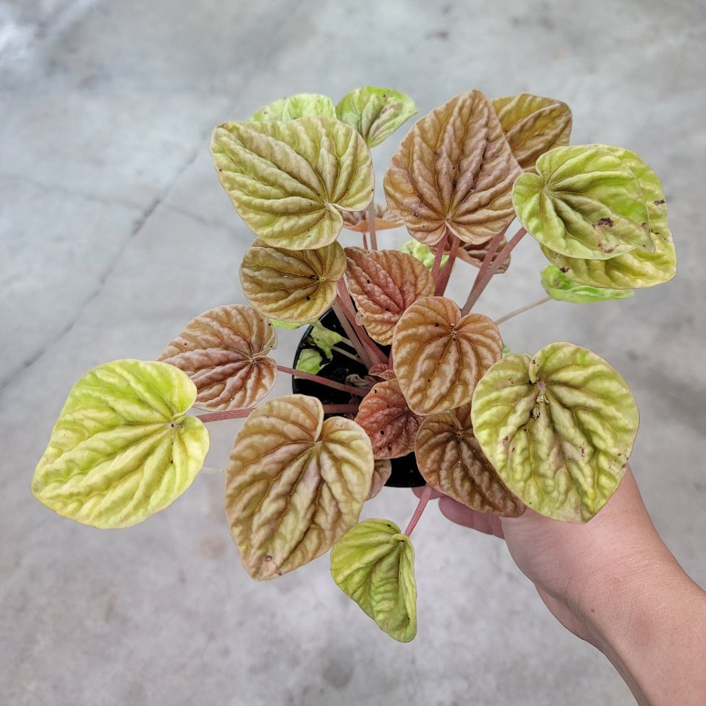 Peperomia quito - 4