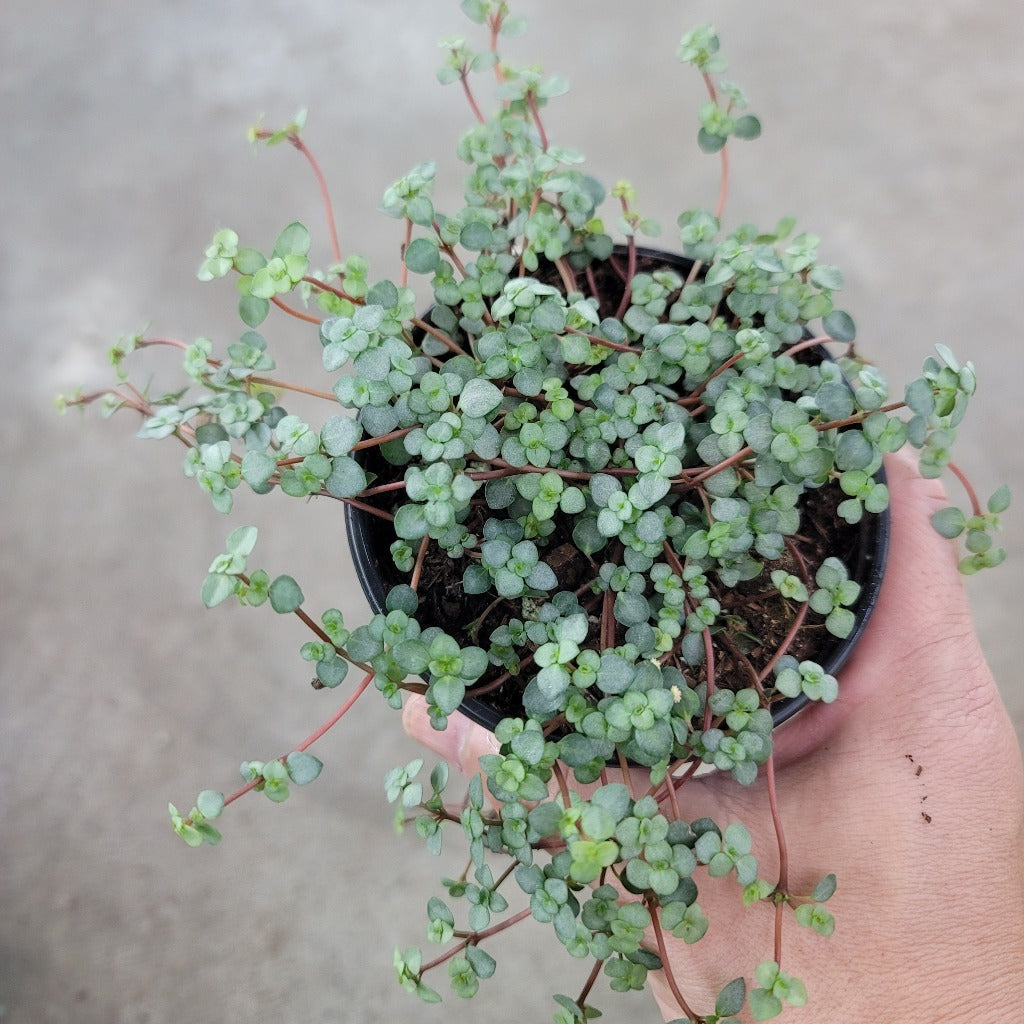 Pilea glauca 'Sliver Sparkle' - 4