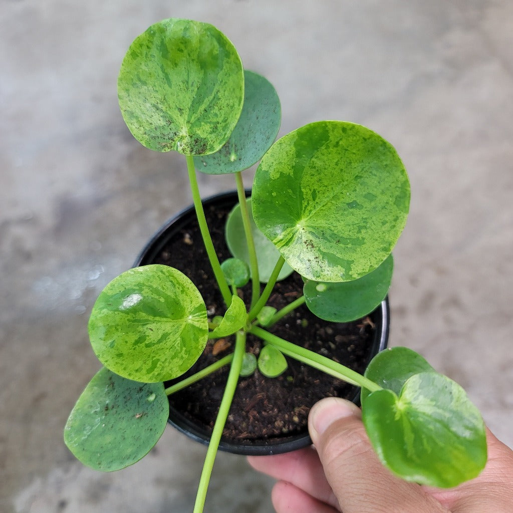 Pilea peperomioIdes 'Mojito' - 4