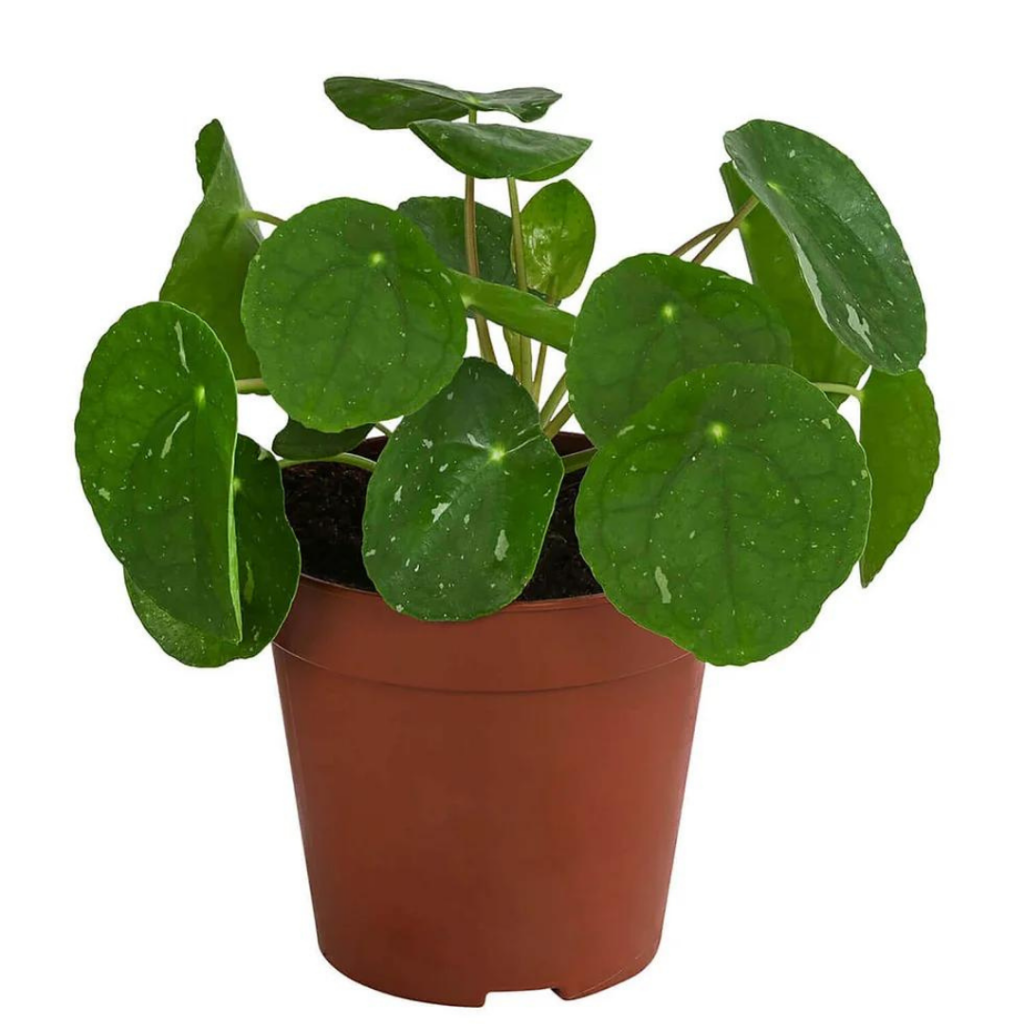 BEGINNER PLANTS - Pilea Peperomioides 'white Splash' - 4"
