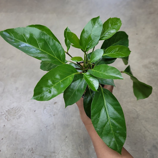 BEGINNER PLANTS - SCHEFFLERA ALPINA 