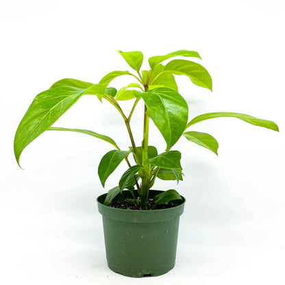 BEGINNER PLANTS - SCHEFFLERA ALPINA - 4"