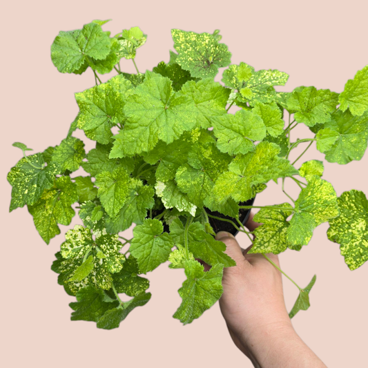 BEGINNER PLANTS - Tolmiea Menziesii Variegata - 6"