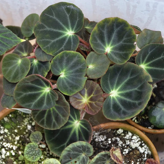 Begonia subacida - 6'