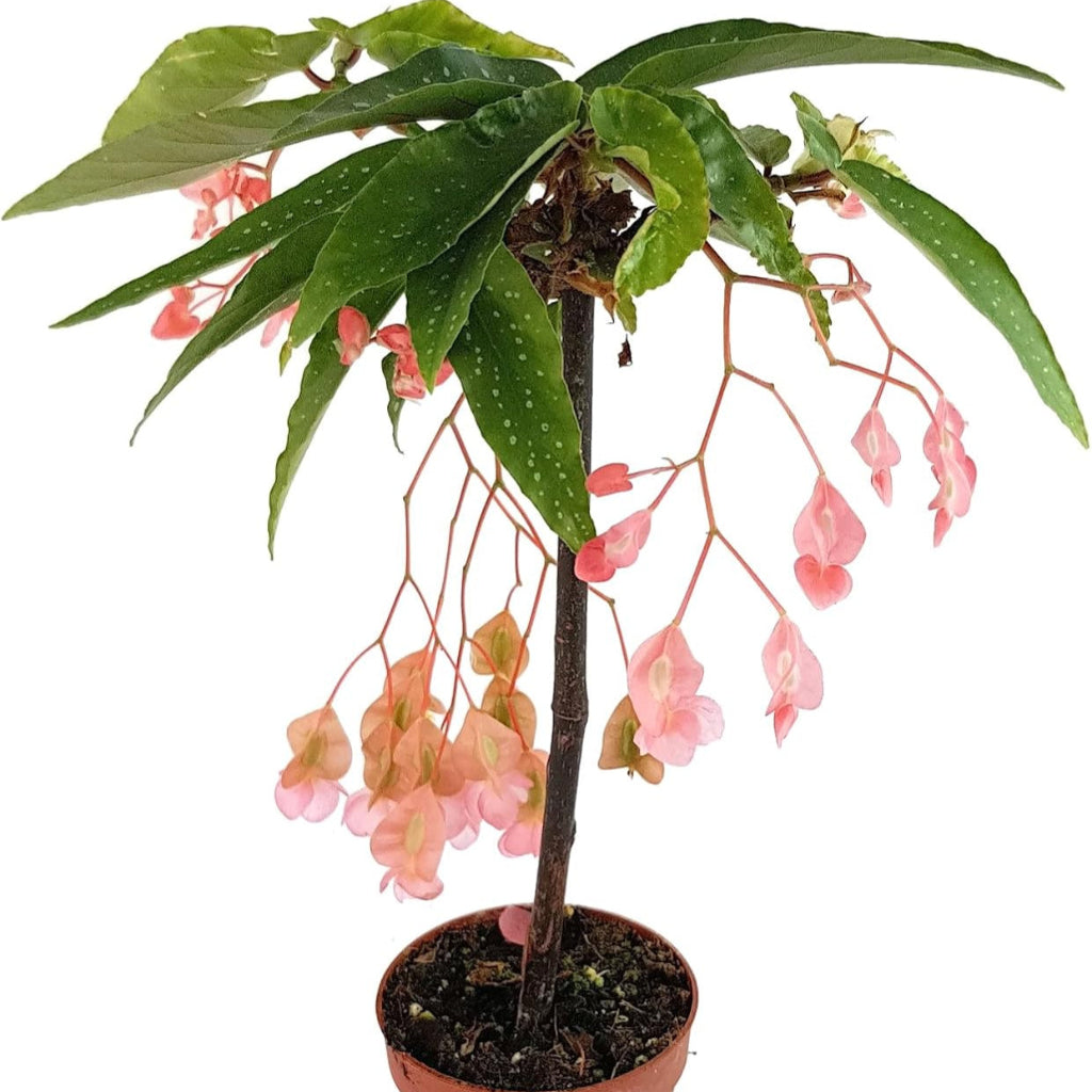 Begonia 'Tamaya Pink' - 6