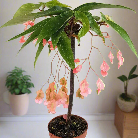 Begonia 'Tamaya Pink' - 6"