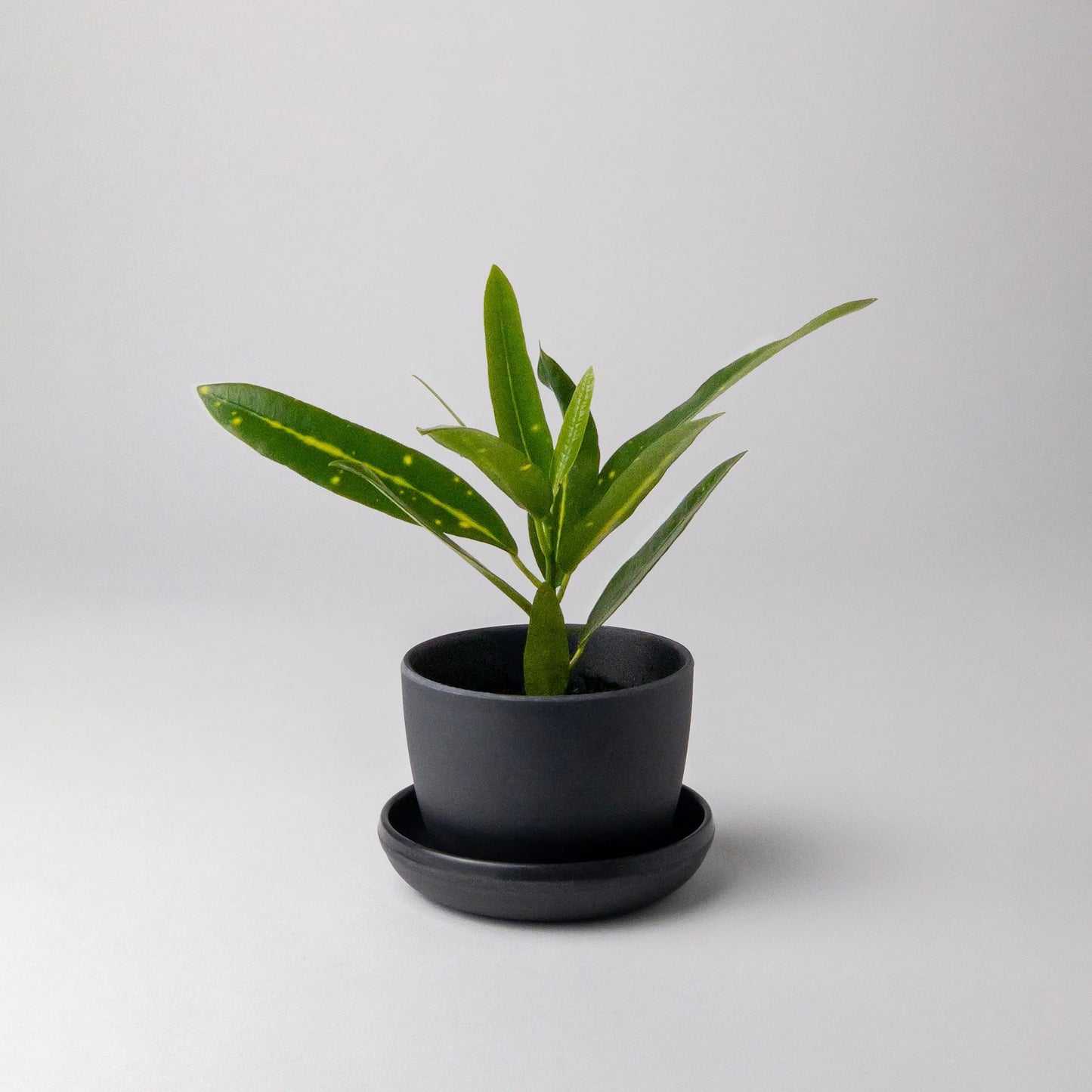 Mini essence Pots - 3"