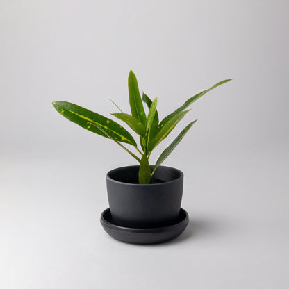Mini essence Pots - 3"