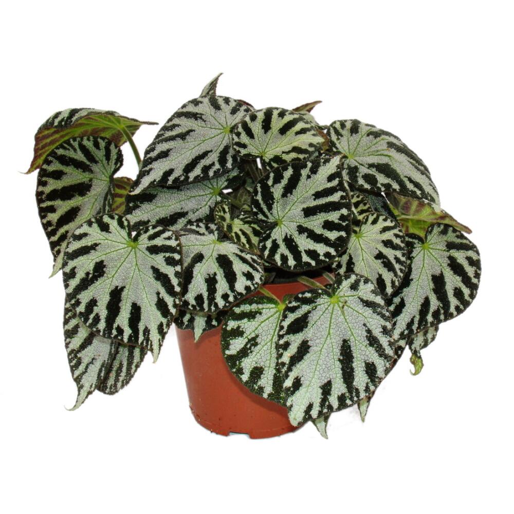 Begonia 'Silver Jewel'- 4"