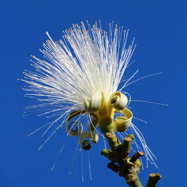 Pseudobombax ellipticum 'Alba' - 4"
