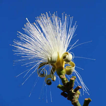 Pseudobombax ellipticum 'Alba' - 4"
