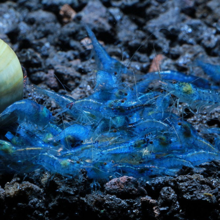 Blue Velvet Shrimp