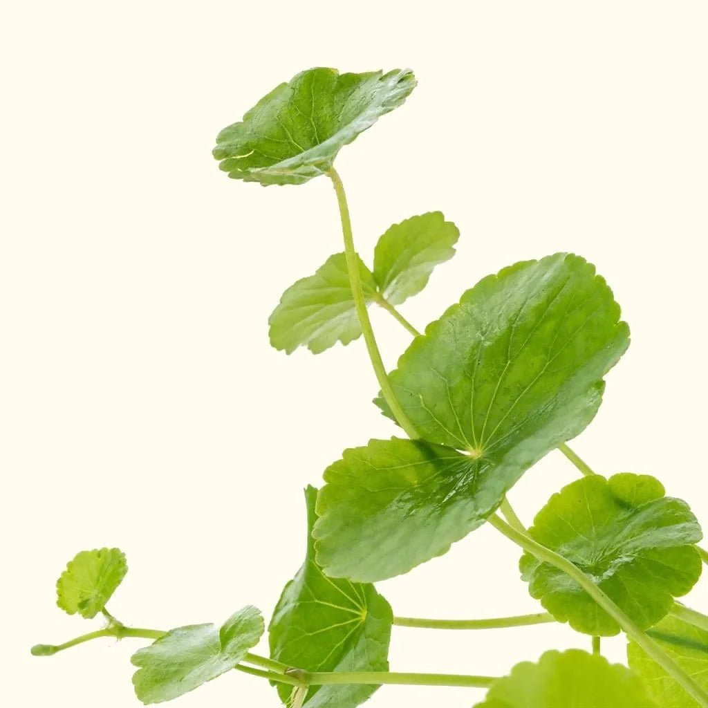 Brazil Pennywort - 2