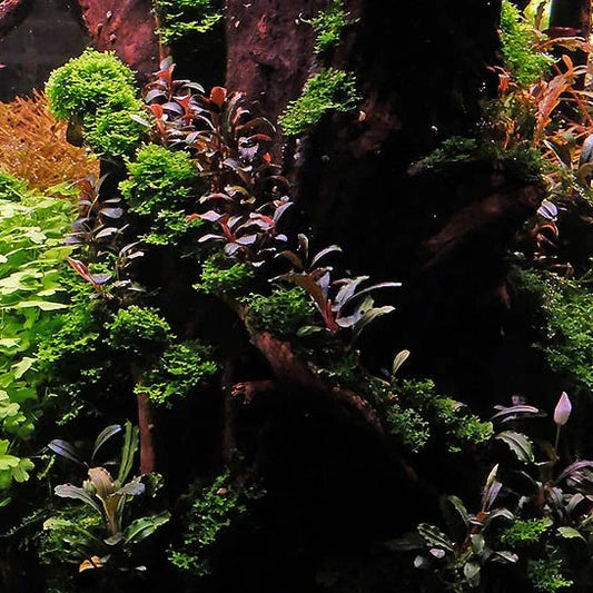 Bucephelandra sp