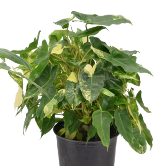 Philodendron 'Burle Marx Variegata' - 8"
